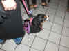 Subculture Halloween 2006a (48).jpg (267893 bytes)